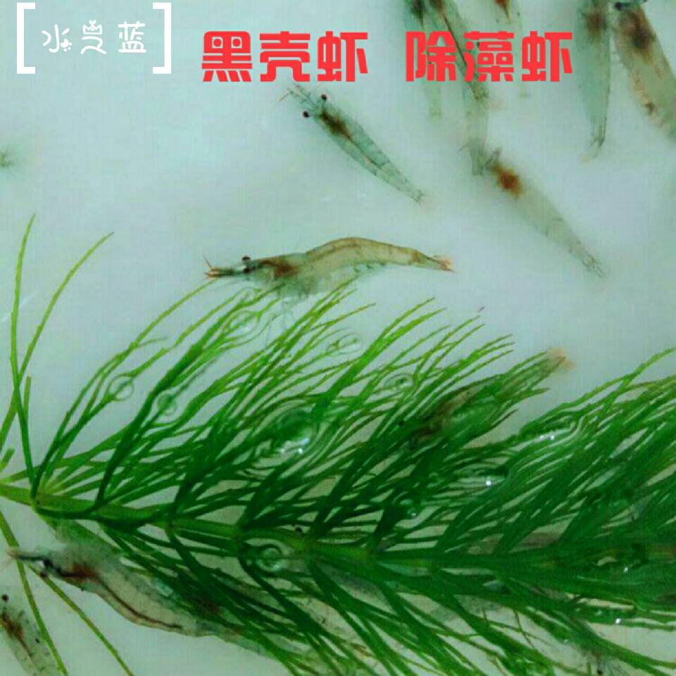 黑壳虾草缸除藻虾观赏虾活体饲料草虾清洁虾工具虾米虾吃青苔绿藻