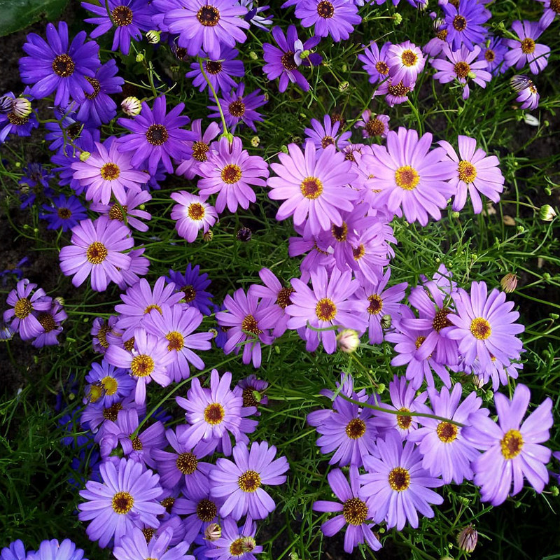 国产彩包家庭园艺花种五色菊种子200粒春播一二年生阳台庭院易种