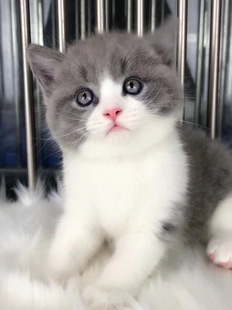 CFA注册猫舍繁育英短蓝白幼猫 纯种双血英短蓝白弟弟满背通脖