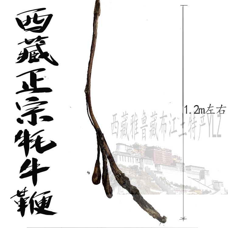 包邮1米左右 西藏正宗牦牛鞭 带睾丸  不是大街上几十元那种