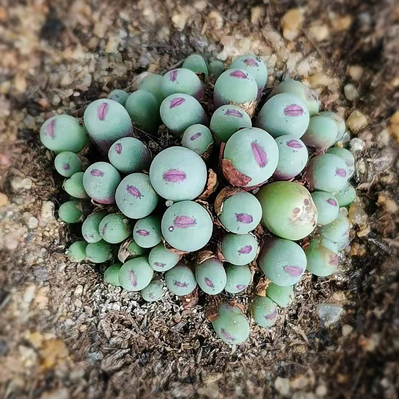 一折多肉植物肉锥小红嘴