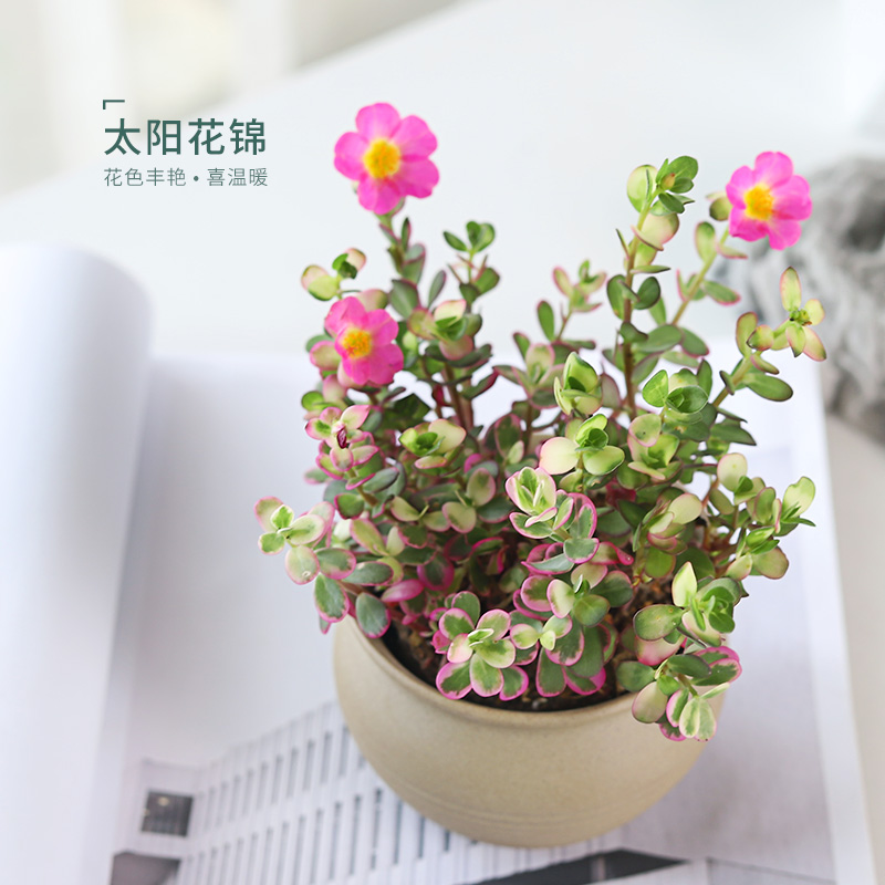 太阳花锦多肉植物 新手推荐马齿苋会开花 室内盆栽绿植防辐射花卉