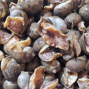 大连海鲜活鲜 鲜活 假鲍鱼 黄金鲍螺 刚螺 海蜗牛老婆脚 鲍鱼螺