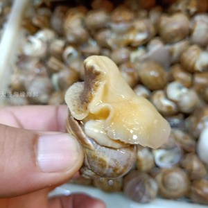 刚螺 大海波螺 圆螺 金刚螺 大连特色海鲜 酱焖爆炒下酒菜小海螺