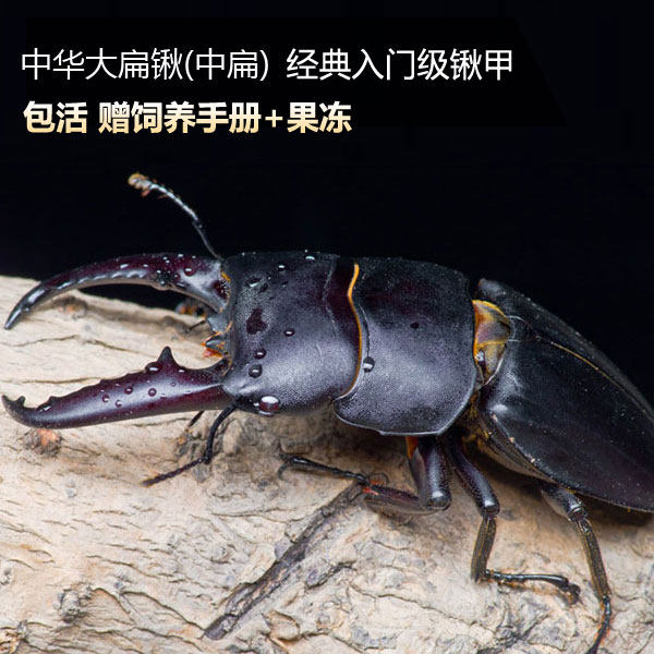 2018中国大扁锹成虫中扁锹甲公虫中扁母虫 宠物昆虫甲虫活体包活