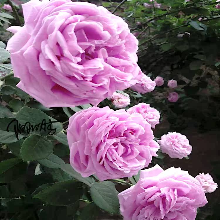 蓝月亮 藤本月季庭院阳台花卉观花植物玫瑰花盆栽带叶包邮