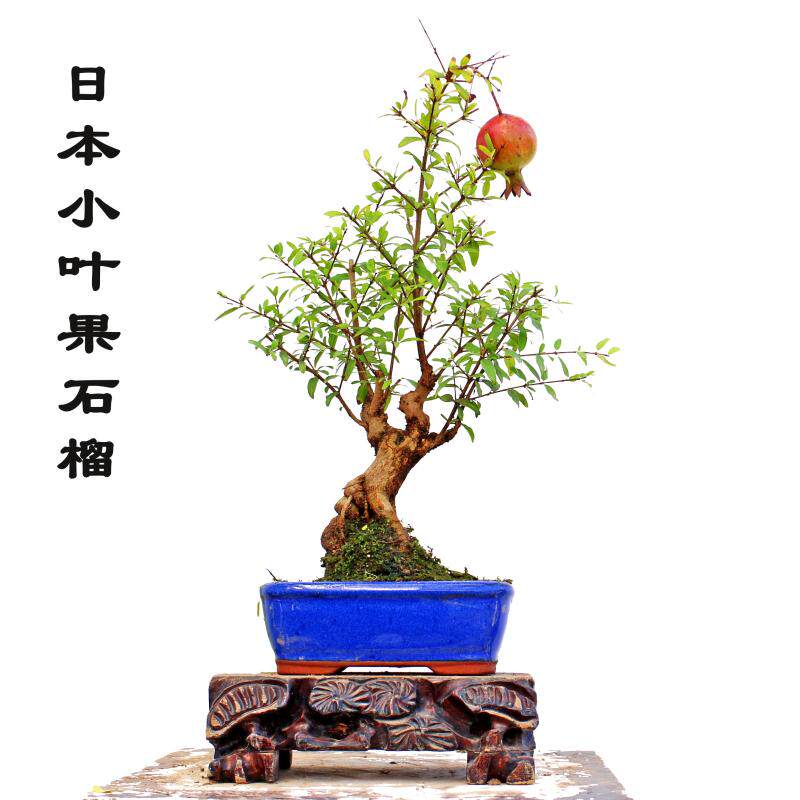 石榴盆景日本小叶果石榴微型精品小品开花结果树桩老盆老桩好养活