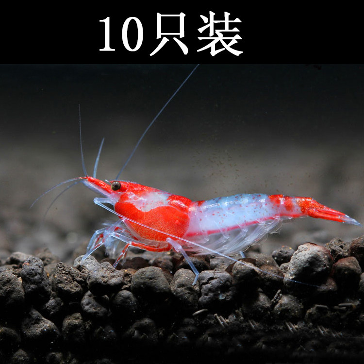 水族宠物琉璃虾活虾草缸清洁淡水观赏工具成体路虾