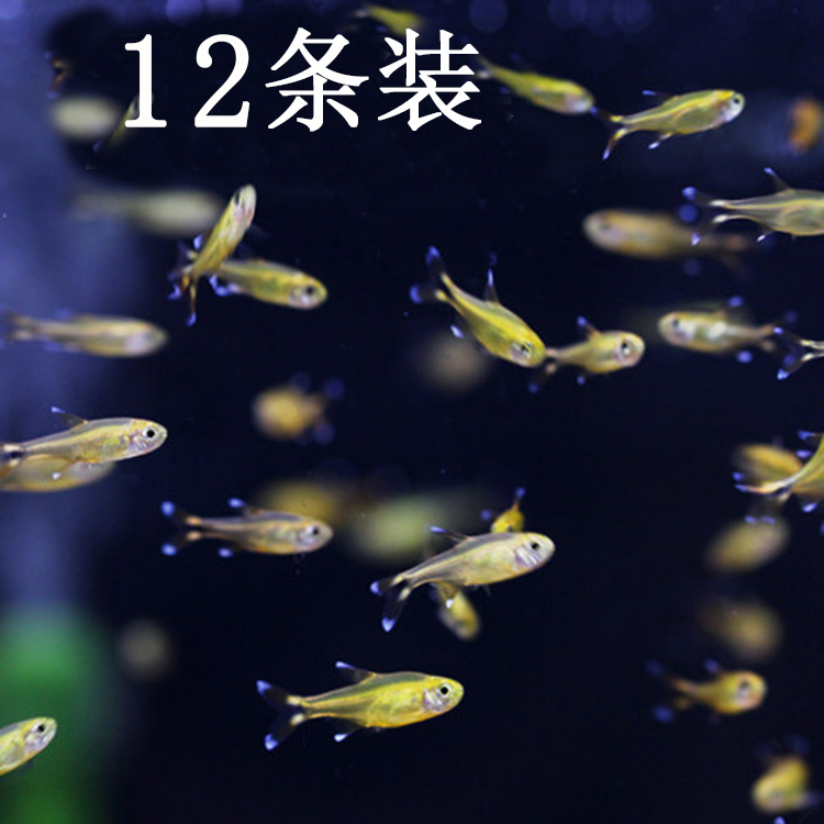 水族观赏鱼活体淡水灯科鱼满天星鱼草缸群游鱼热带鱼