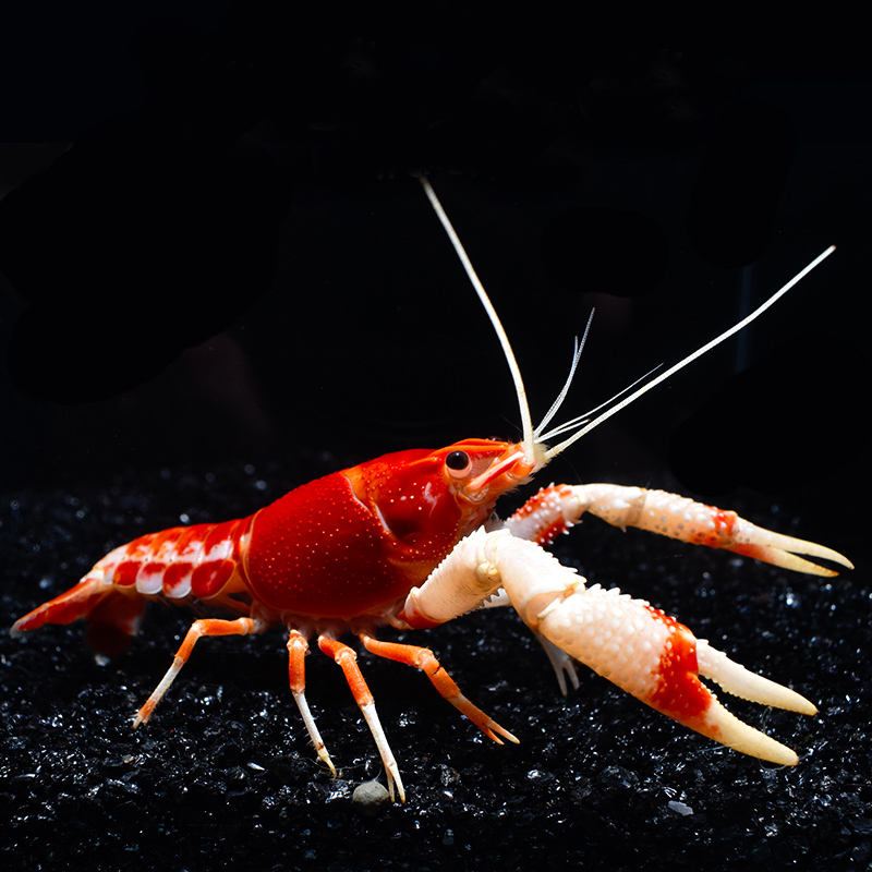 水族观赏活体幽灵鳌虾大个个体耐寒易养淡水虾