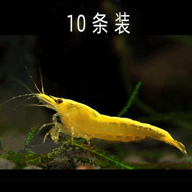 水族宠物金背黄金活体草缸清洁淡水观赏工具虾