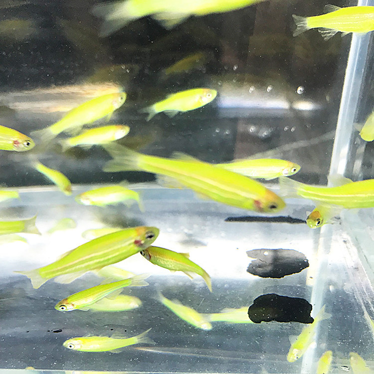 水族宠物绿斑马鱼活体热带淡水冷水观赏鱼草缸上层群游自家鱼彩色