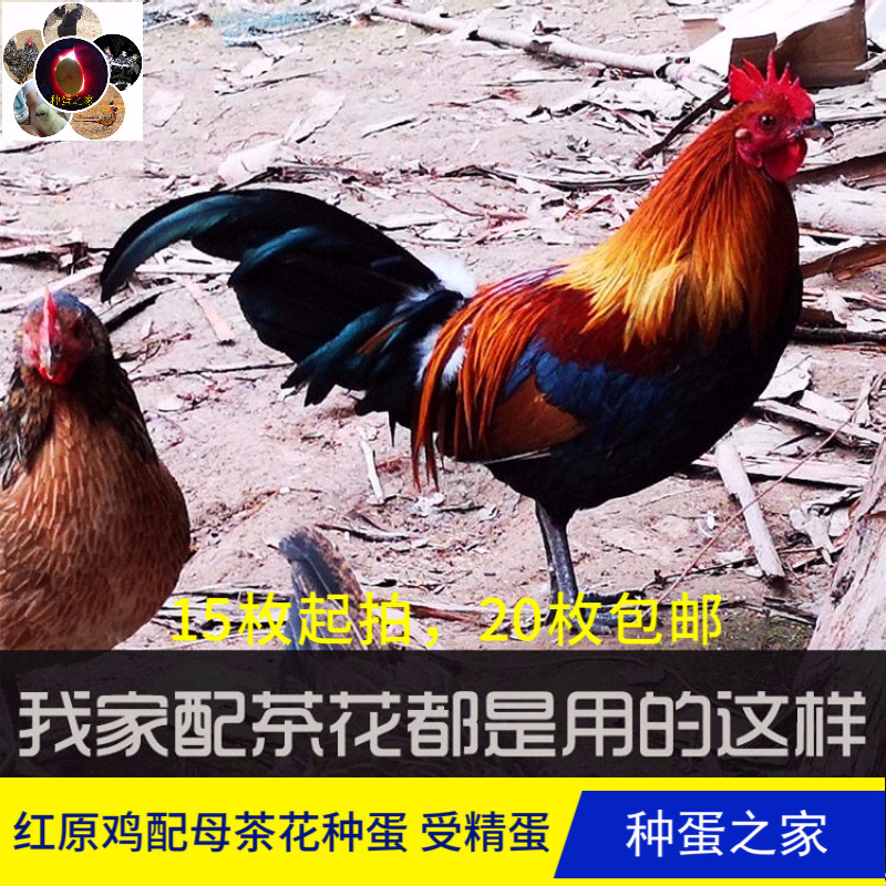 云南茶花鸡种蛋受精蛋可孵化原种鸡蛋土鸡蛋小脚鸡青脚麻鸡原土鸡