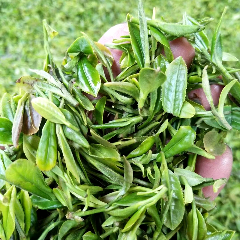 崂山绿茶春茶2024年新茶散装手工烘青大田茶豆香味口感好崂山茶叶