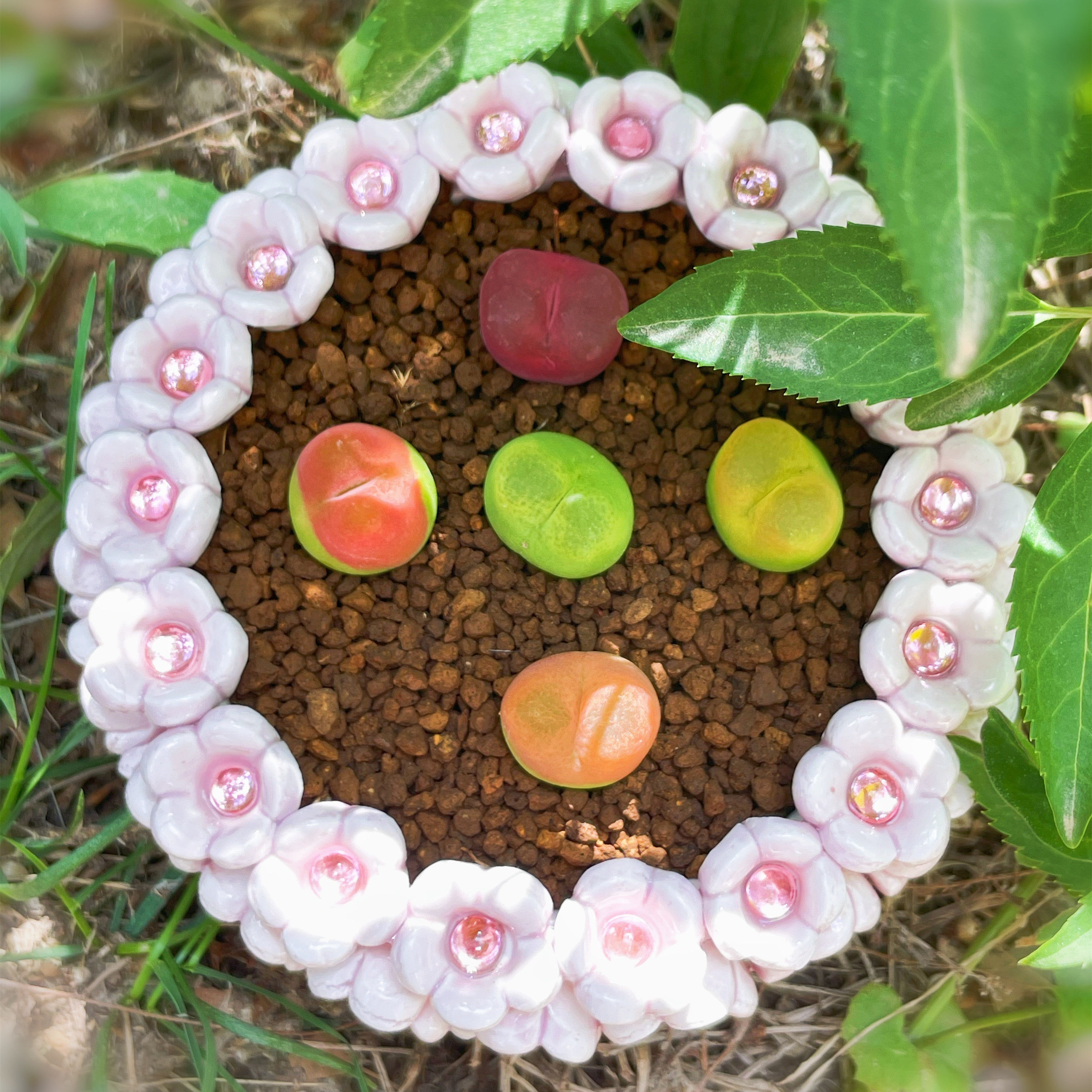 bj美诺花园北京仓精品毛汉尼岛田生石花屁股多肉阳台室内盆栽