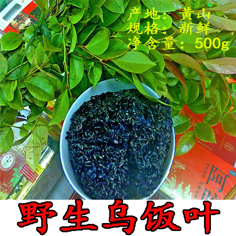 2019自采野生新鲜乌饭树叶草南烛叶黑官膳食材鲜品非嫩叶500g直销