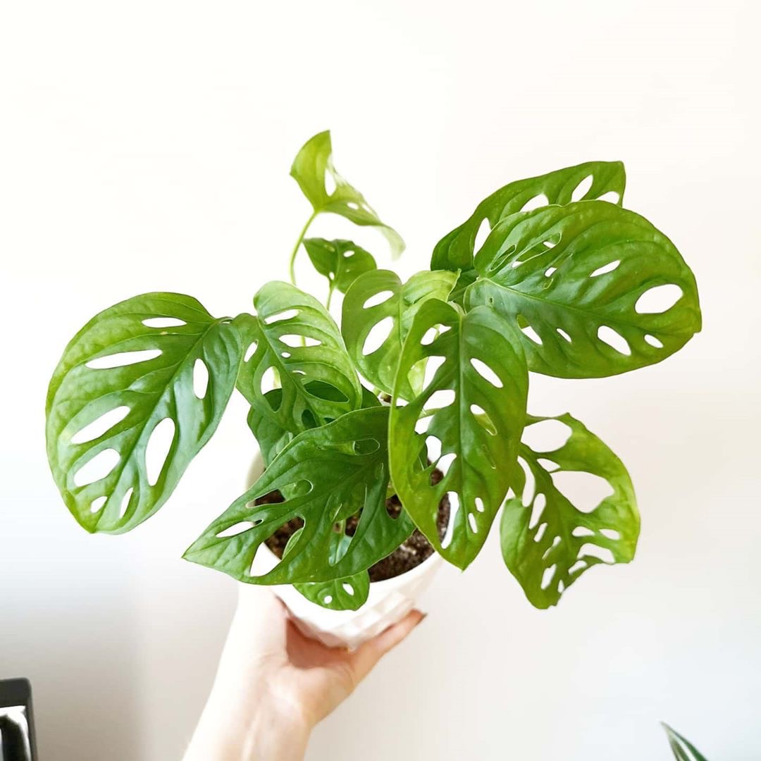 室内绿植花卉盆栽 若慕 aadansonii多孔龟背竹 monster 仙洞龟背