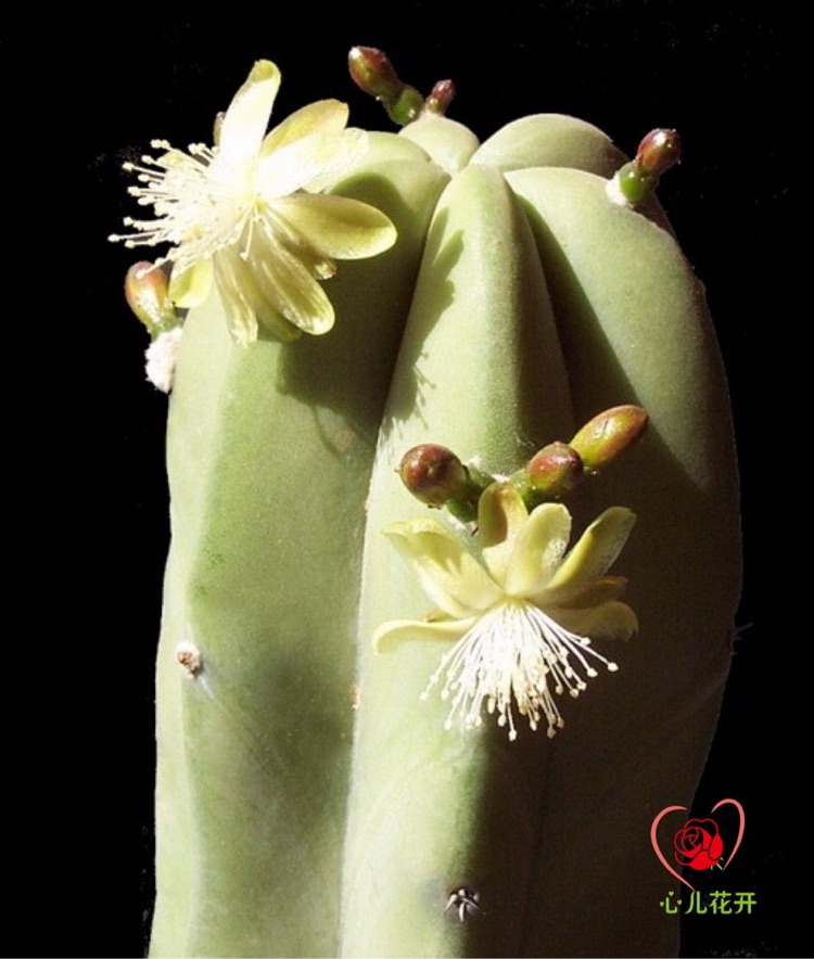 心儿花开园艺场 龙神木 龙神柱 蓝爱神木仙人柱多肉植物