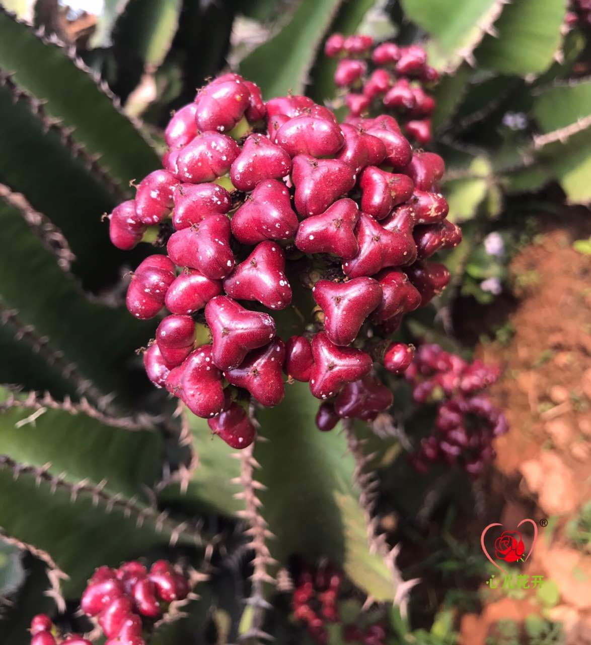 心儿花开园艺场 琉璃塔 斑纳麒麟 大戟科多肉植物