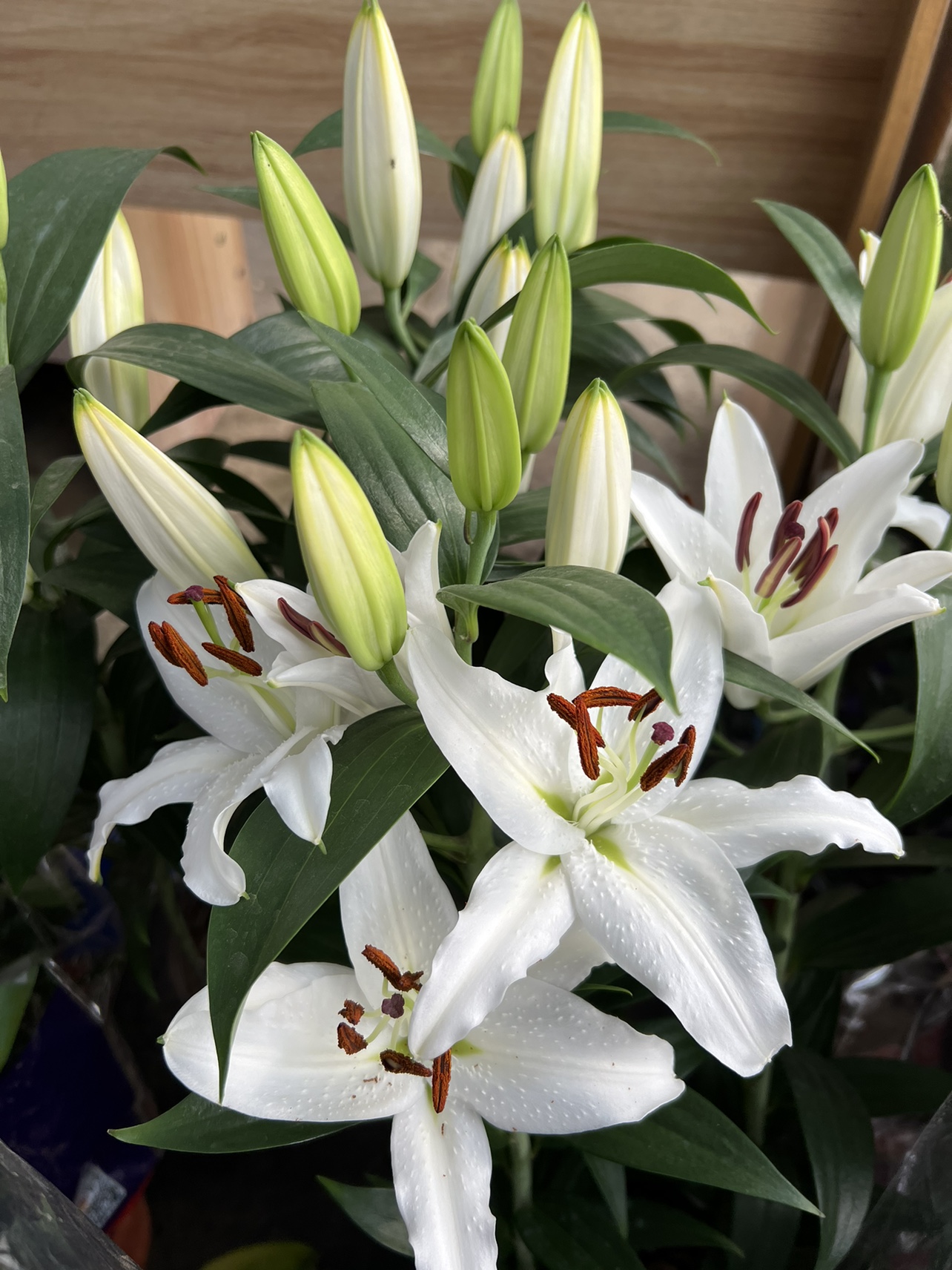 施足腐熟的堆肥以及少量骨粉,作为基肥3光照要求 百合花在生长期间和