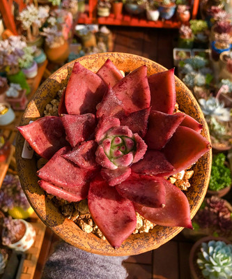 韩国进口多肉植物 正版血罗 状态很好, 很大 一物一拍