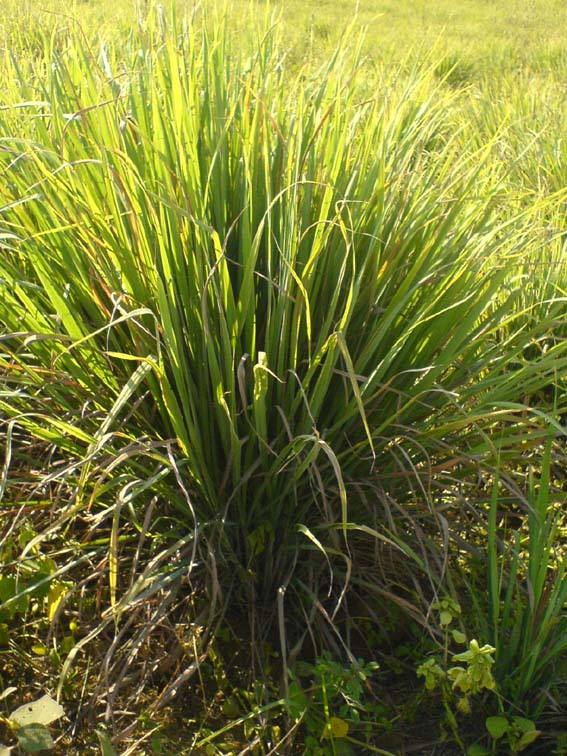 Lemongrass oil India Lemongrass essential oil Natural mosquito repellent 10mlin the Skin Care/Body/Essential oils , Aromatherapy essential oils , Essential oils category - from Buy2taobao.com to provide professional Taobao agent buy service