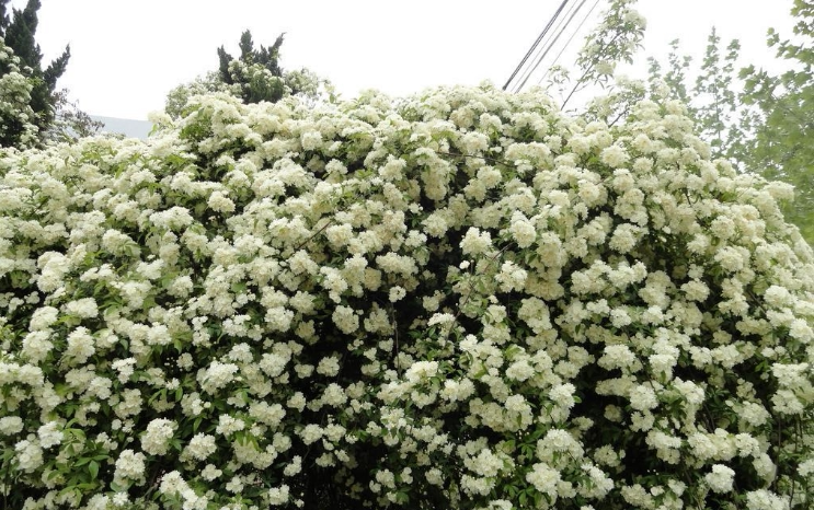 花漾河谷 白木香 大型爬藤 长势快 花量大 不会生病