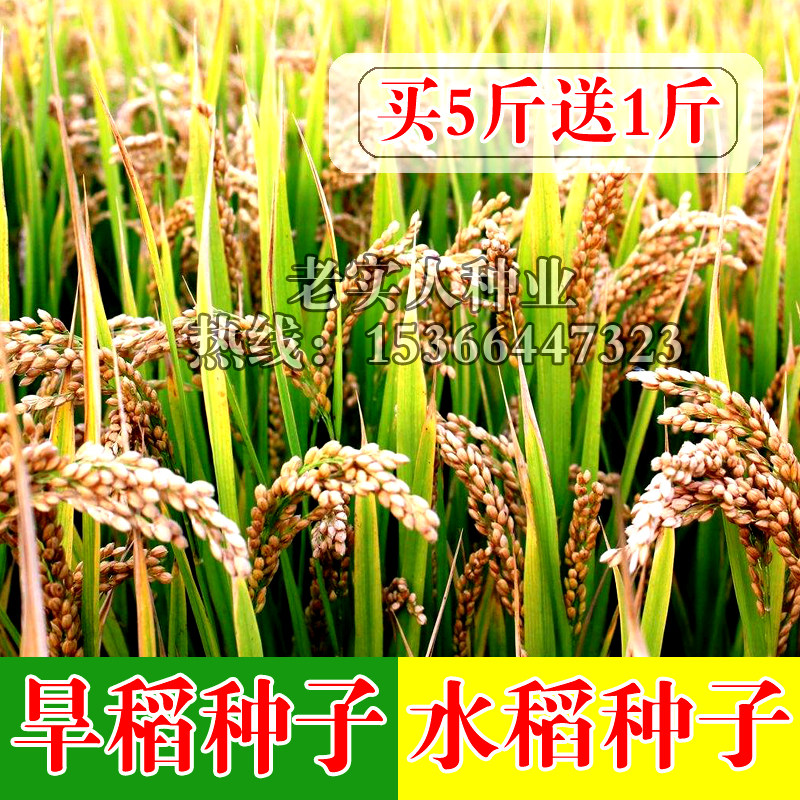 水稻种子 家用高产优质水稻 旱稻 种子 东北大米 稻子包邮