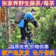 湖南张家界发货野生2025年新藤茶成叶莓茶土家甘露润喉下肝火明目