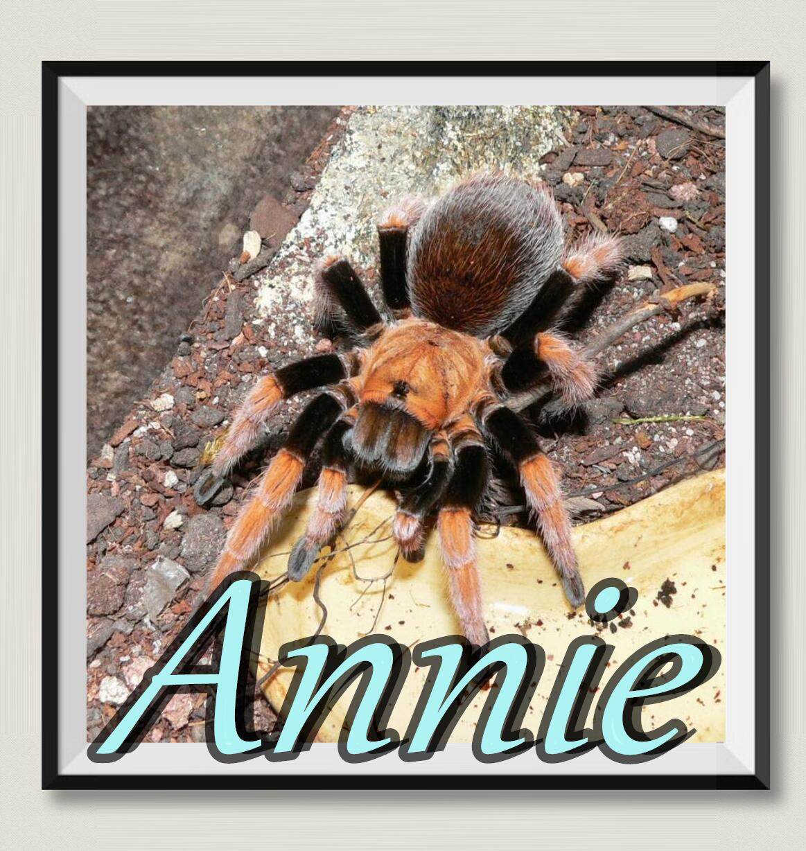 墨西哥血脚aph血脚网红宠物蜘蛛爆款超高人气王aph属经典品种