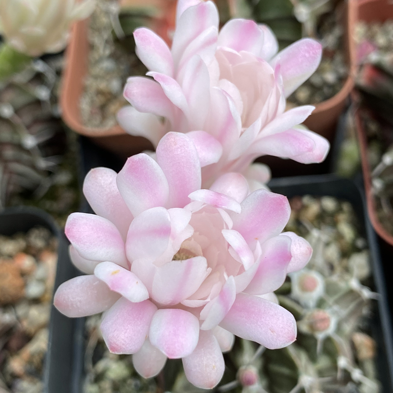 花龙园艺 丽蛇牡丹 开花母本仙人球 肋骨牡丹杂交 实生 多肉植物