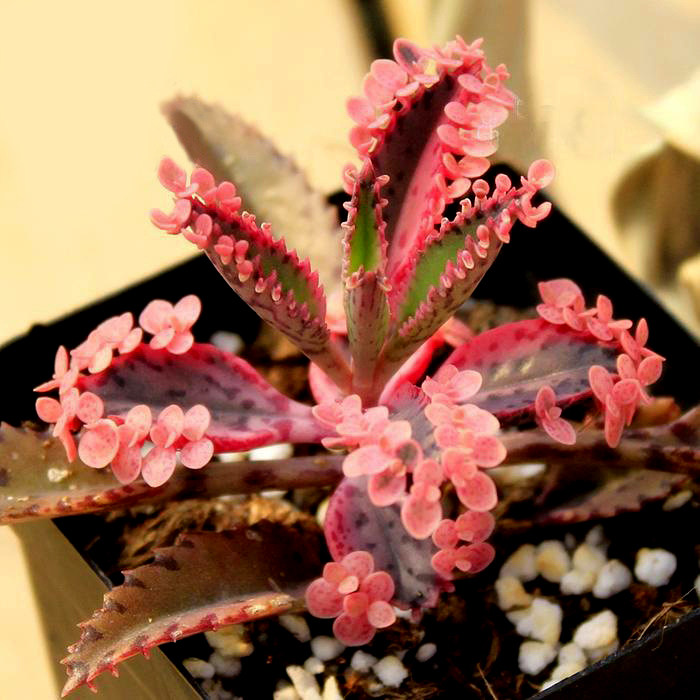花龙园艺不死死鸟落地生根多肉植物多肉植物