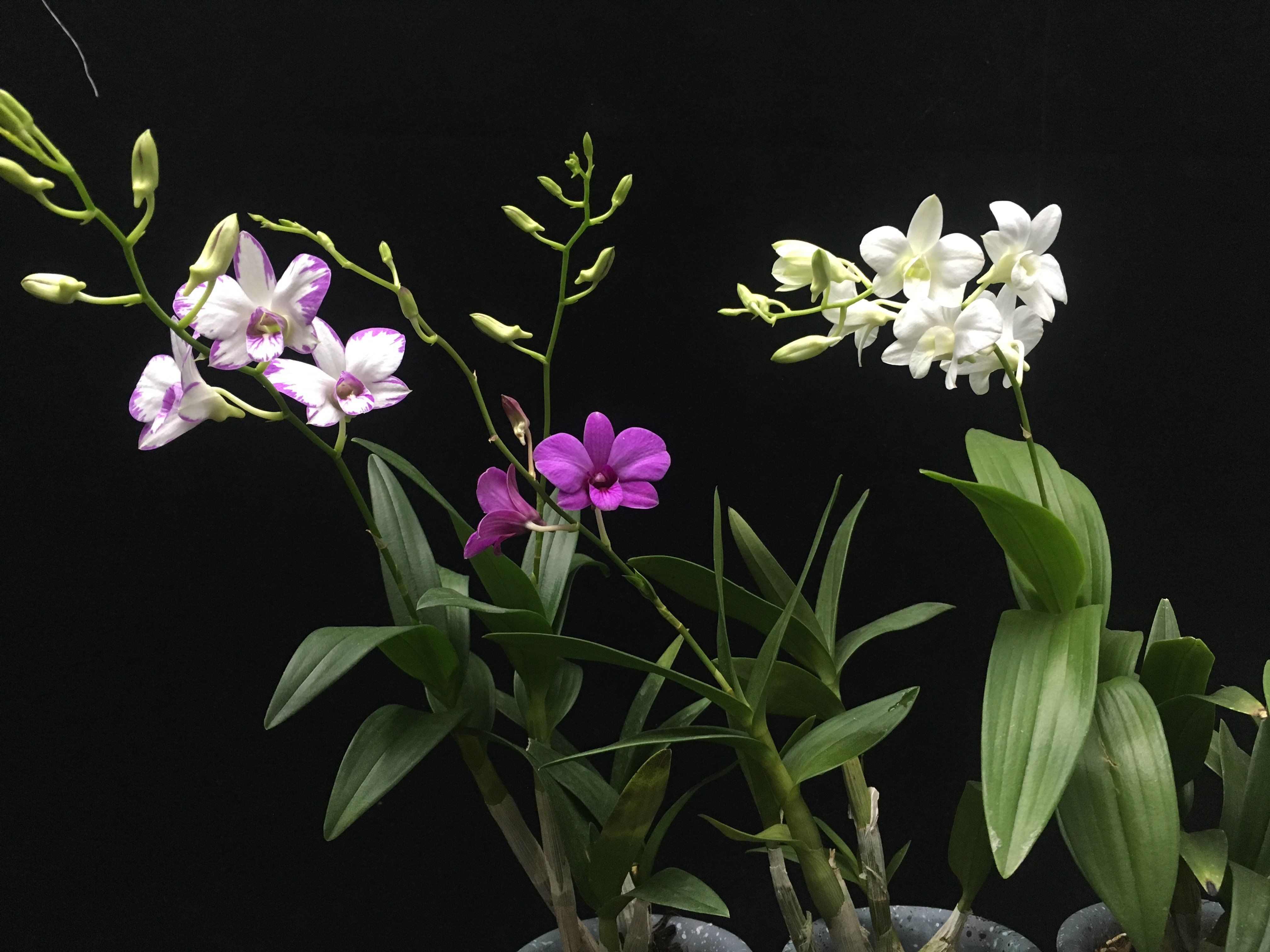 秋石斛兰 兰花 植物 花卉绿植桌面小盆栽包邮带盆种好