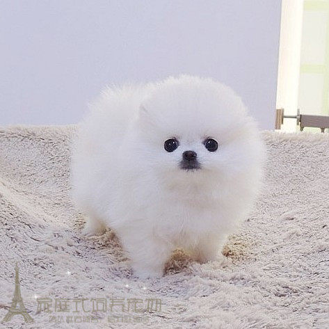 迷你宠物活体袖珍