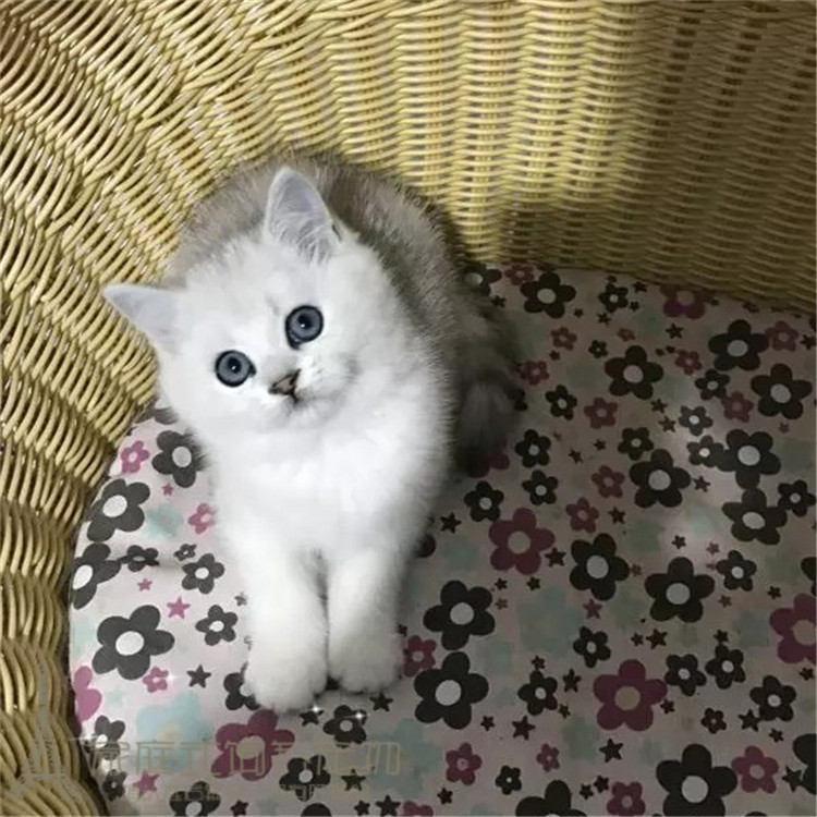 出售英短银渐层活体宠物猫英短金渐层英国短毛猫幼猫包纯种健康p