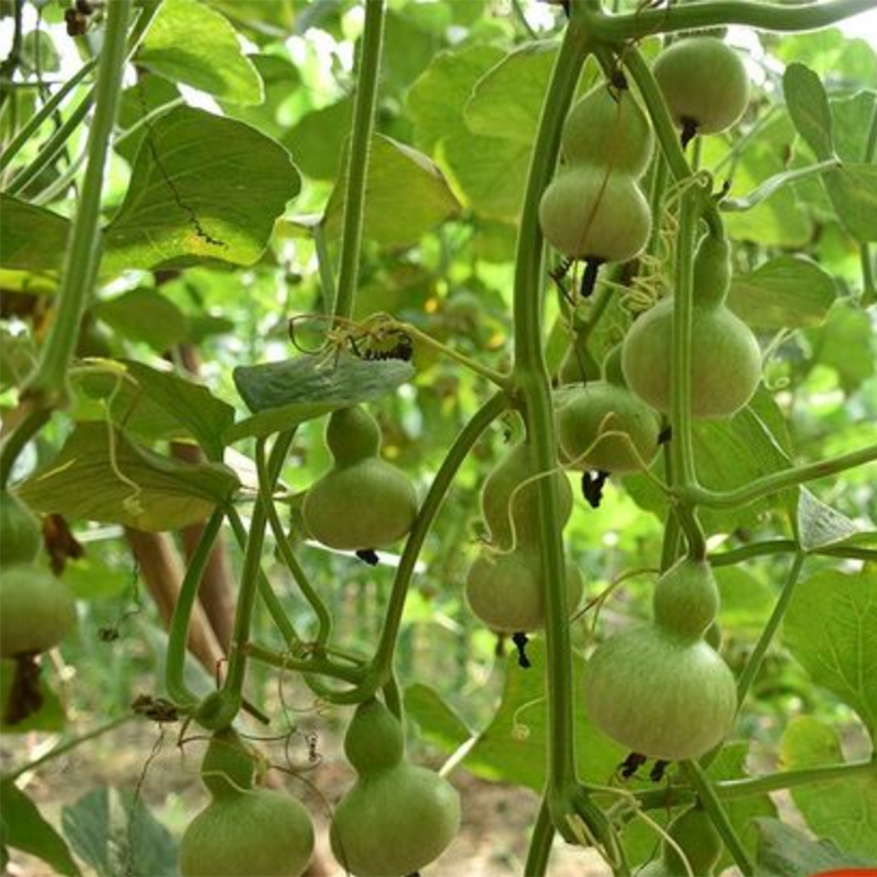 盆栽手捻葫芦种子小葫芦种籽四季种观赏阳台爬藤葫芦苗秧种孑室内