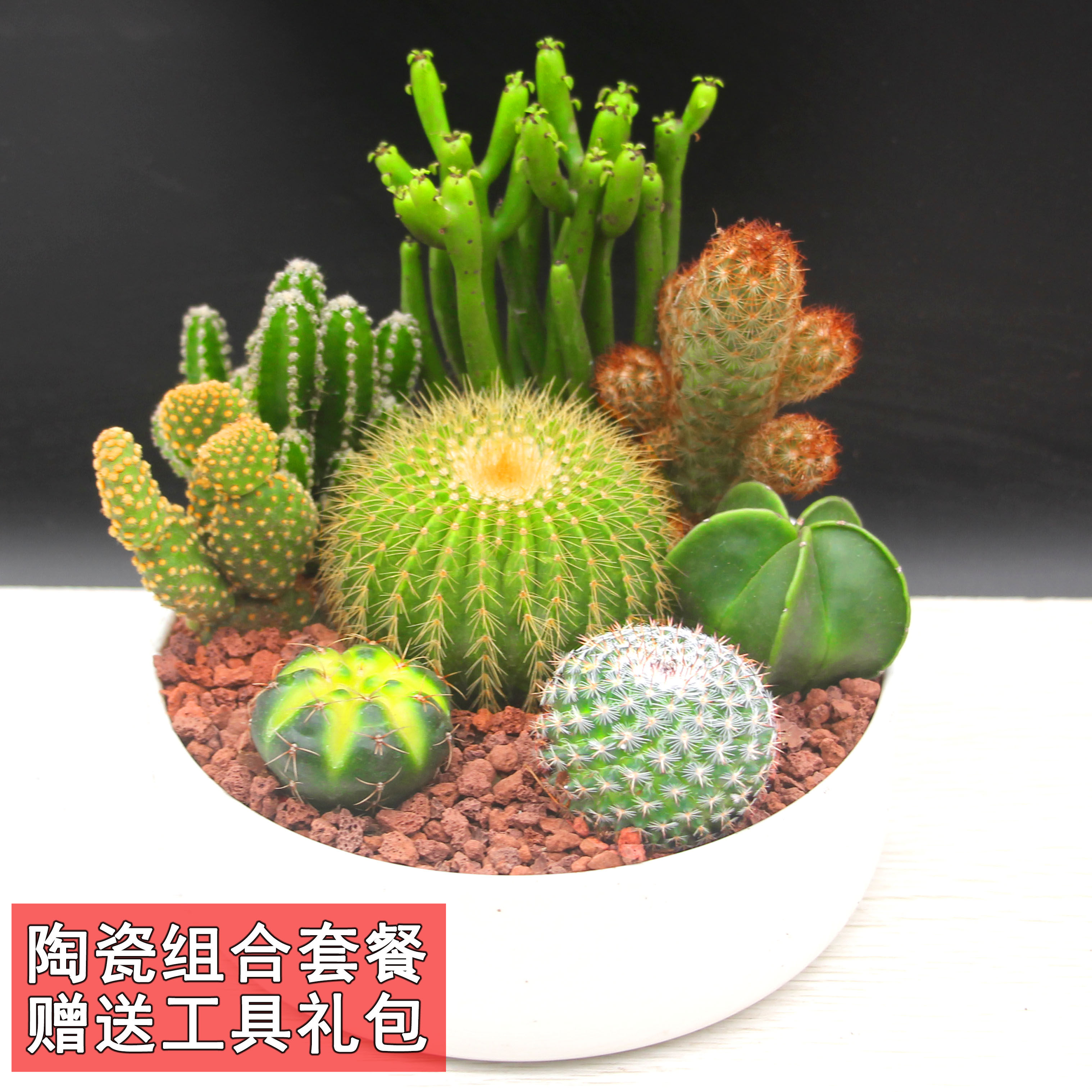 白星仙人球优惠专场