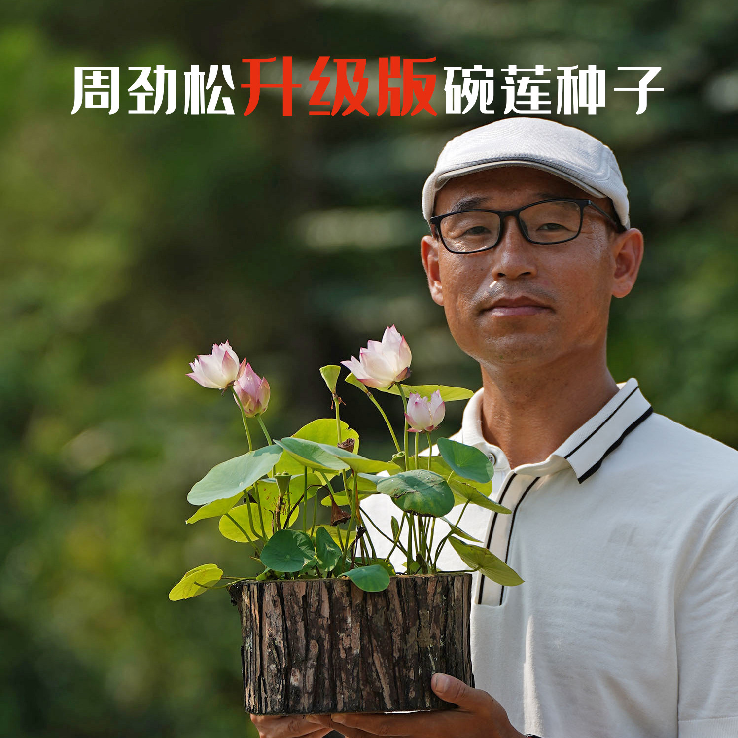 碗莲种子_周劲松校长家精品碗莲小荷花种子籽水生水培植物微型莲花