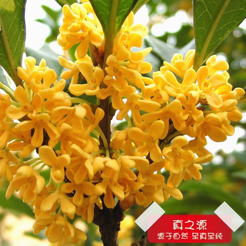 产品:金桂 新鲜桂花 腌制桂花 糖桂花 金桂花原价:1