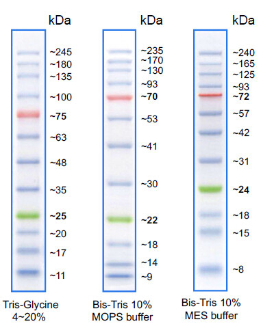 试剂 蛋白试剂 蛋白marker 500ul/支 现   价 &yen; &yen; 元 数量