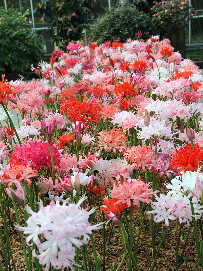 现货南非进口尼润石蒜纳丽花钻石百合种球开花球易养盆栽地栽皆宜