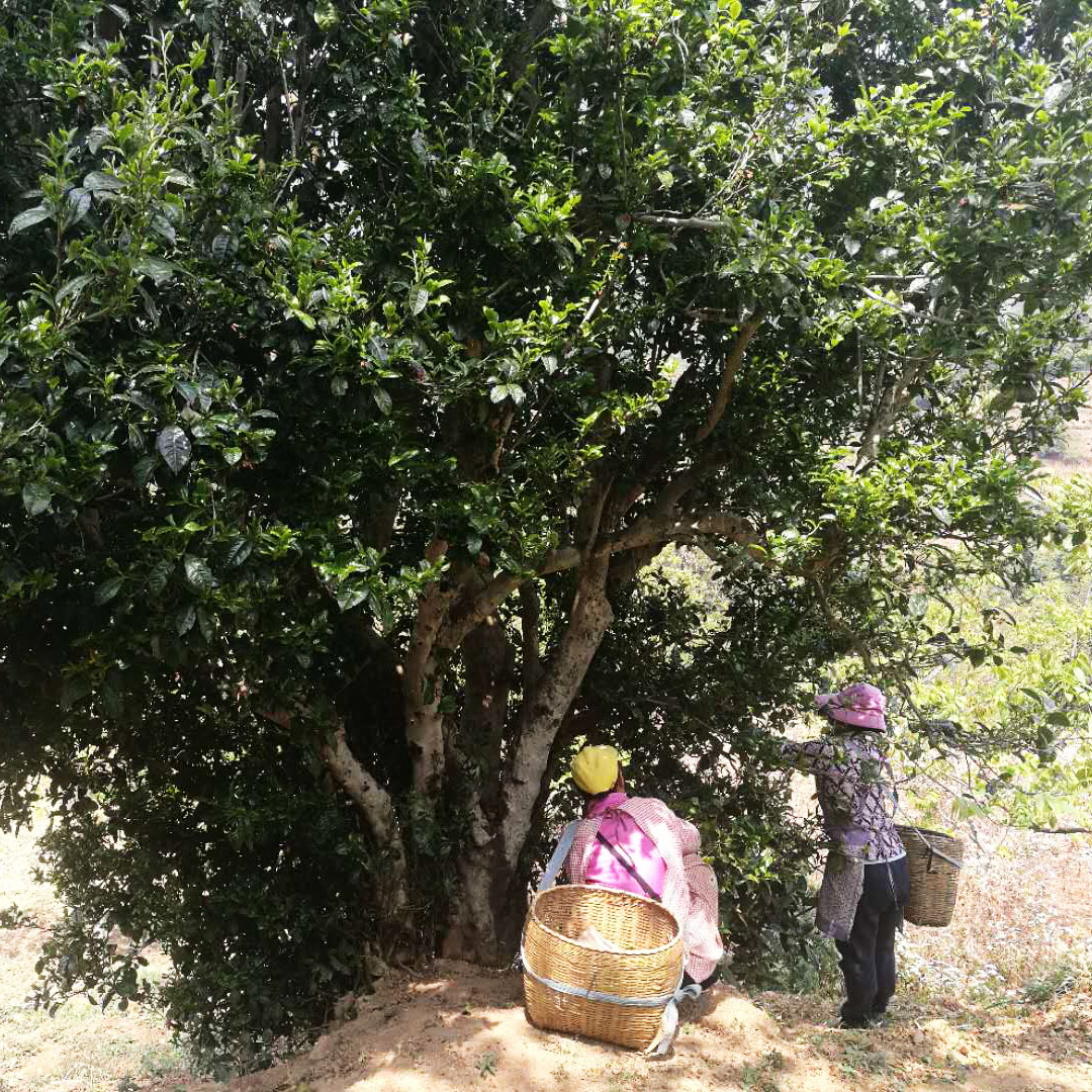 2019二嘎子千年古树茶单株普洱茶生茶茶之源自收料花香显著