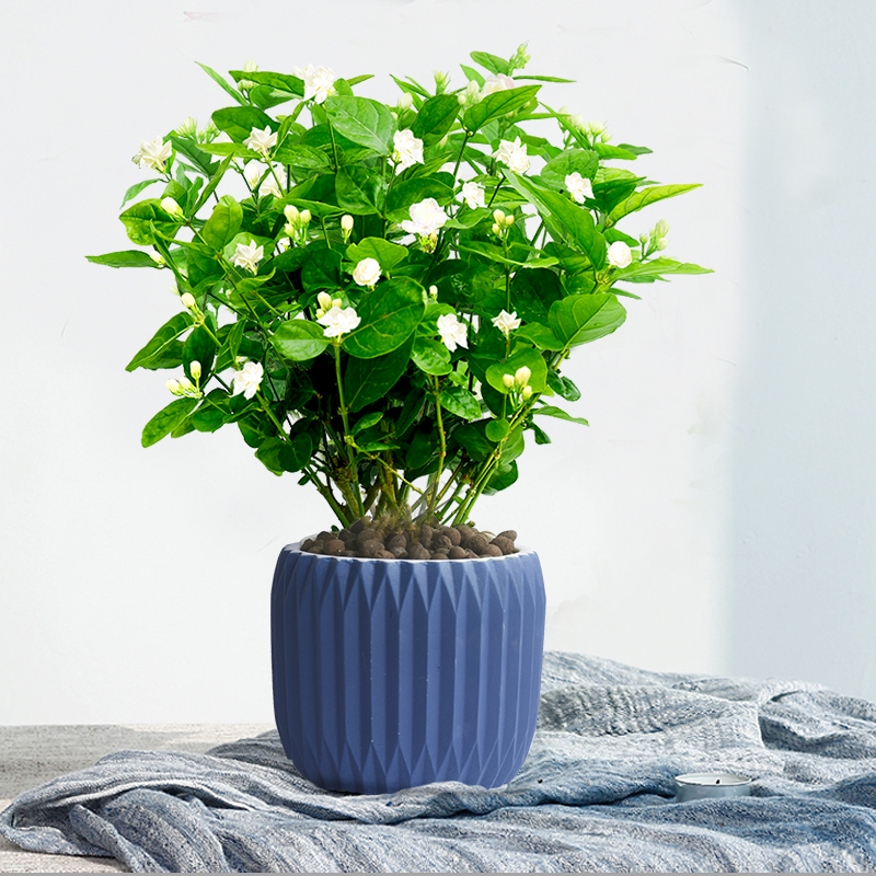 花卉盆栽阳台净化空气_茉莉花盆栽四季开花植物带花苞绿植净化空气