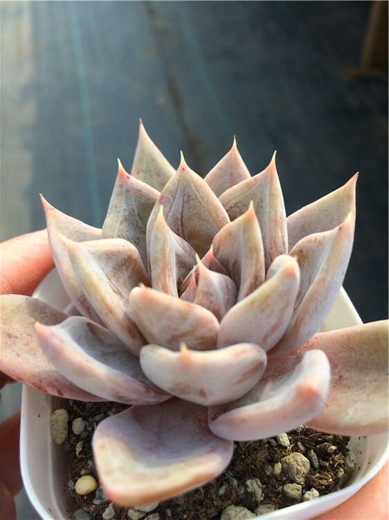 8银后多肉植物办公室内阳台桌面创意迷你新生组合盆栽绿植萌肉花卉已