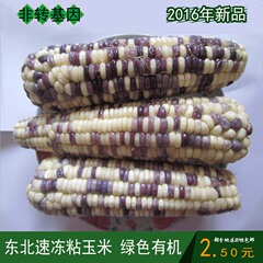 东北速冻玉米棒 粘苞米棒 粘糯玉米棒 粘甜玉米 18－20cm 40根/箱