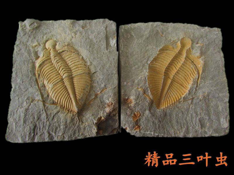 精品三叶虫化石 王冠虫化石标本原石 教学古生物标本