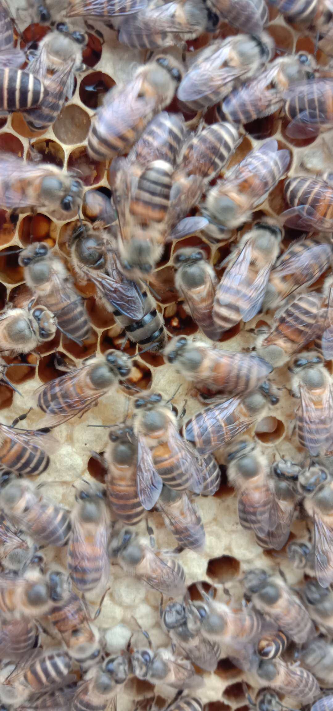 蜂王中蜂王本地王种王本地种王