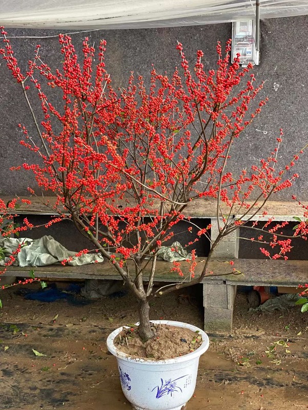 北美冬青树苗盆栽景欧洲冬红果冬青盆景耐寒植物阳台庭院顺丰包邮