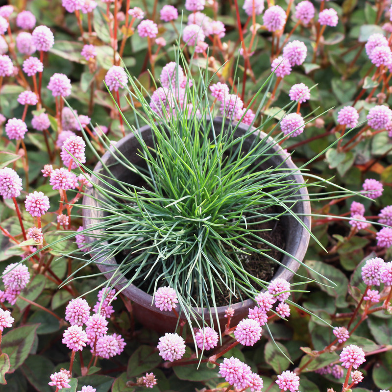 蓝羊茅盆栽苗 花镜园艺植物 庭院花园观赏草耐热耐寒地被观叶绿植
