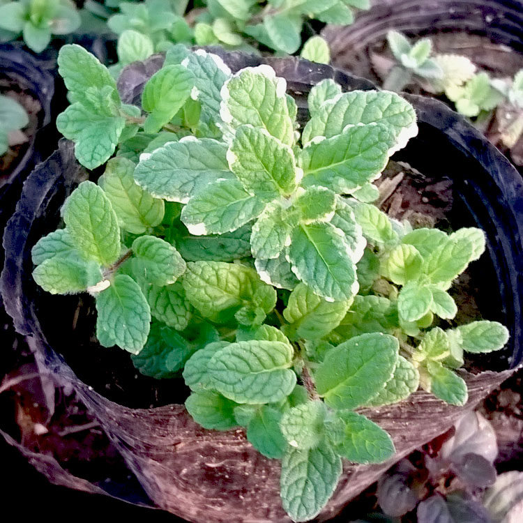 凤梨薄荷盆栽苗 叶子水果味 芳香香草植物 耐寒耐热庭院阳台花卉